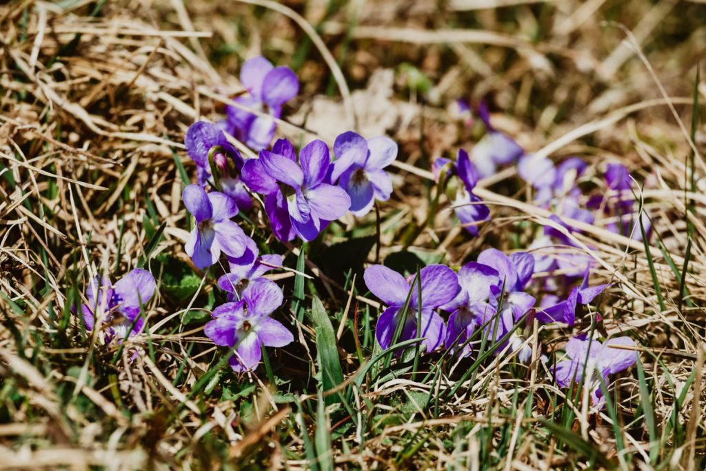Locate & Identify Wild Violet Weeds - A Common Illinois Lawn Weed