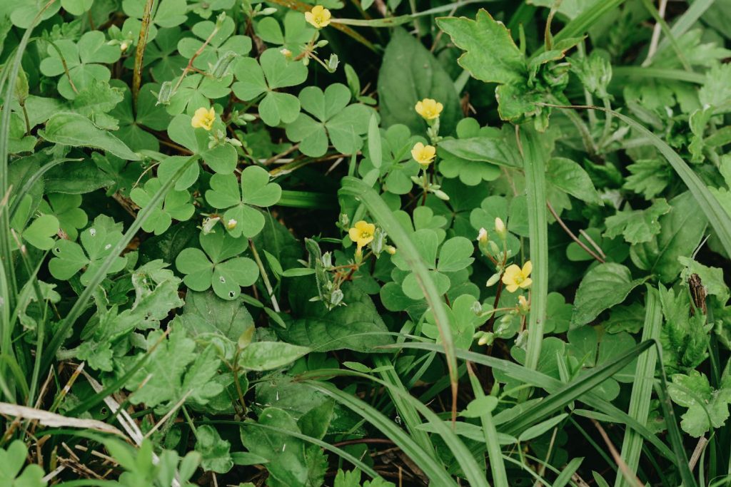 lawn weeds identification