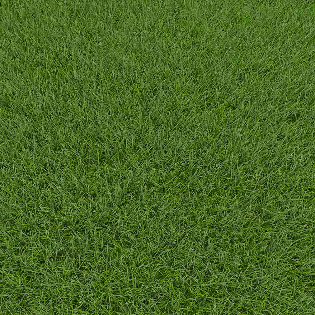 Fine Fescue Grass Identification
