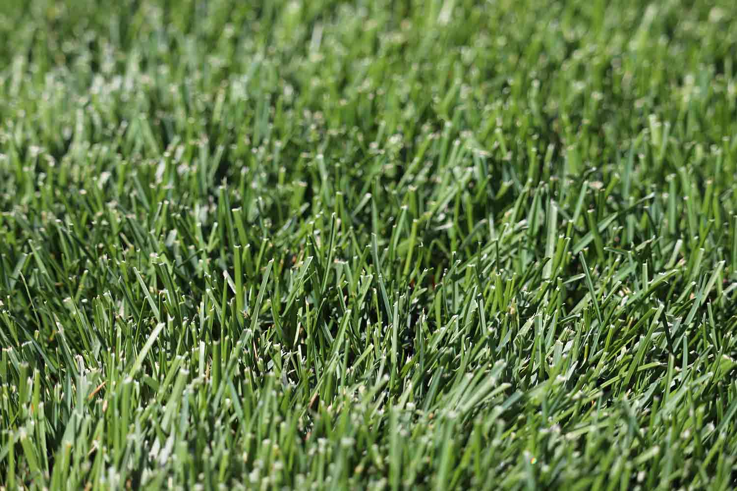 Everything to Know About Growing Tall Fescue Grass