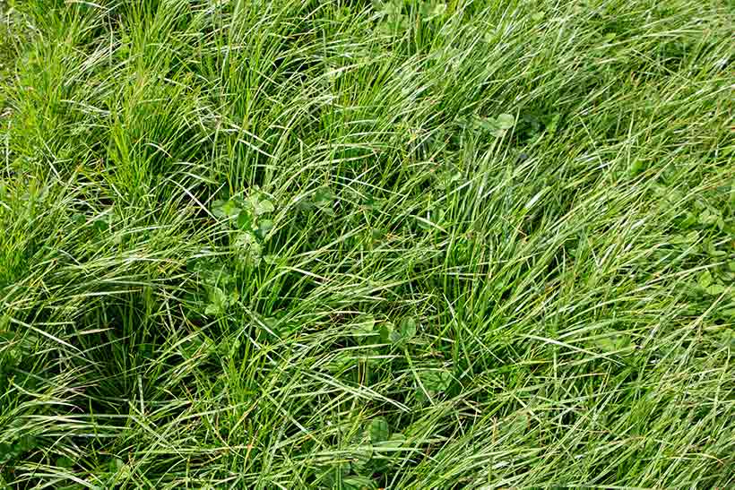 Perennial Ryegrass Identification