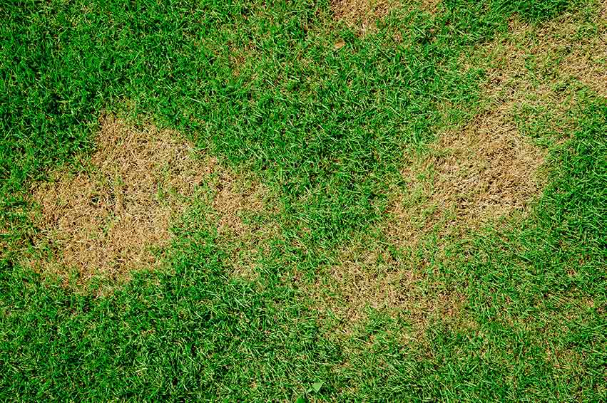 Brown Patch Disease example of 4 distinct patches