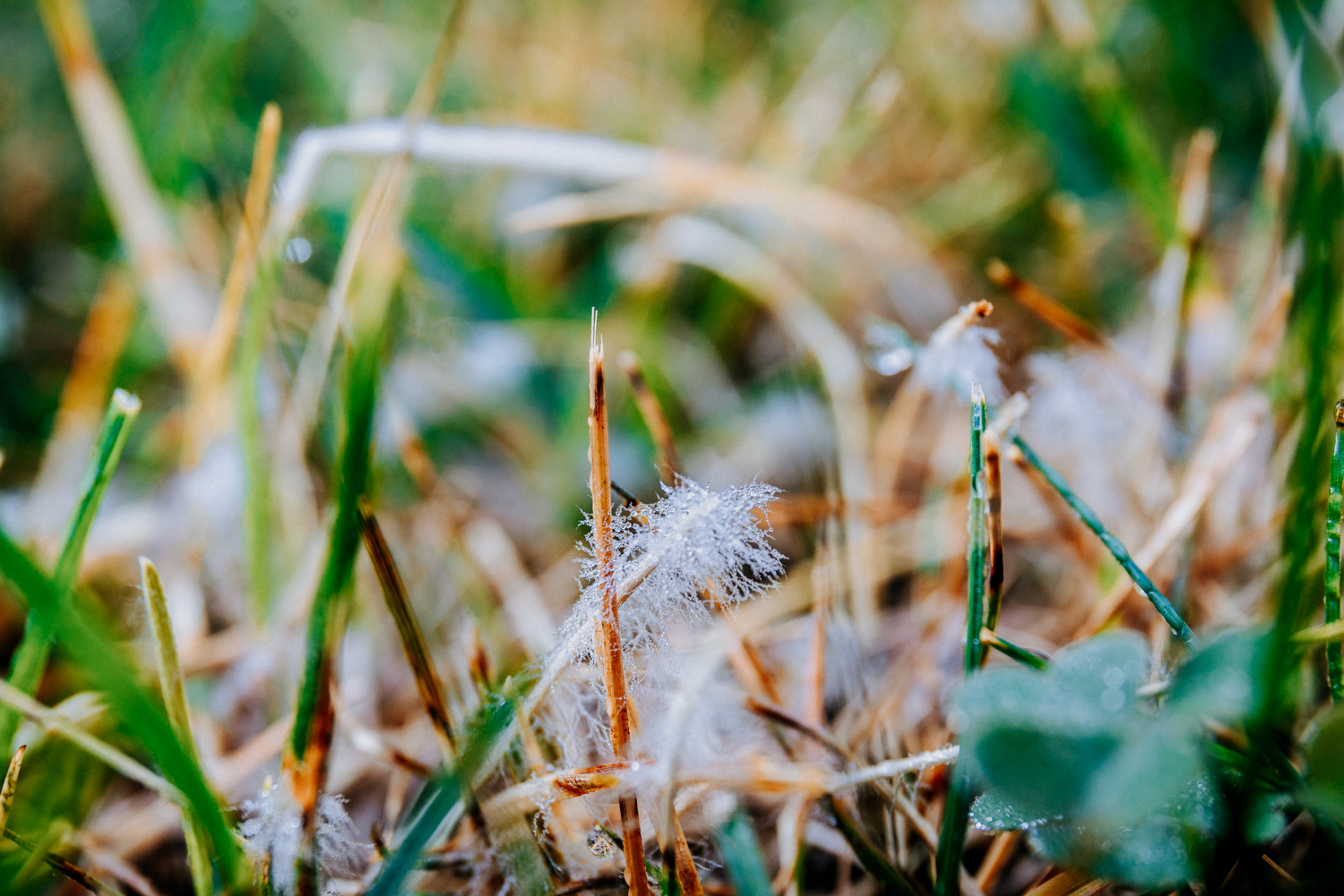 Read more about the article Identifying & Treating Dollar Spot