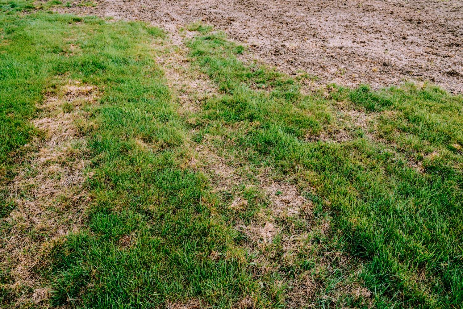 Read more about the article How To Treat Lawn Disease In Illinois