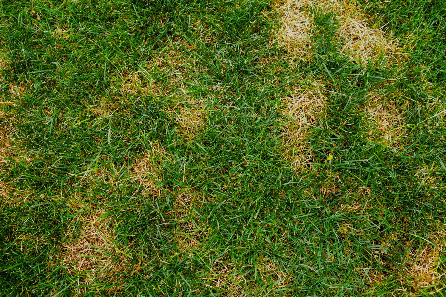 Read more about the article Identifying & Treating Summer Patch