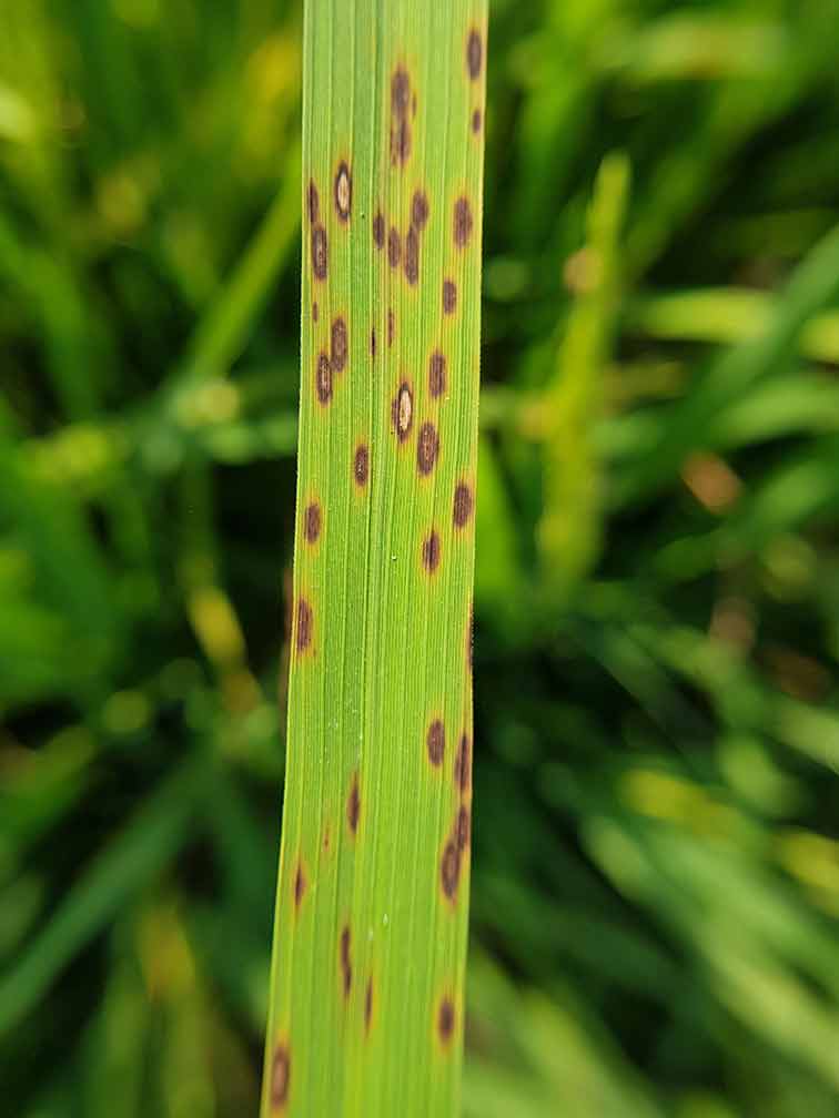 Leaf Spot Lawn Disease
