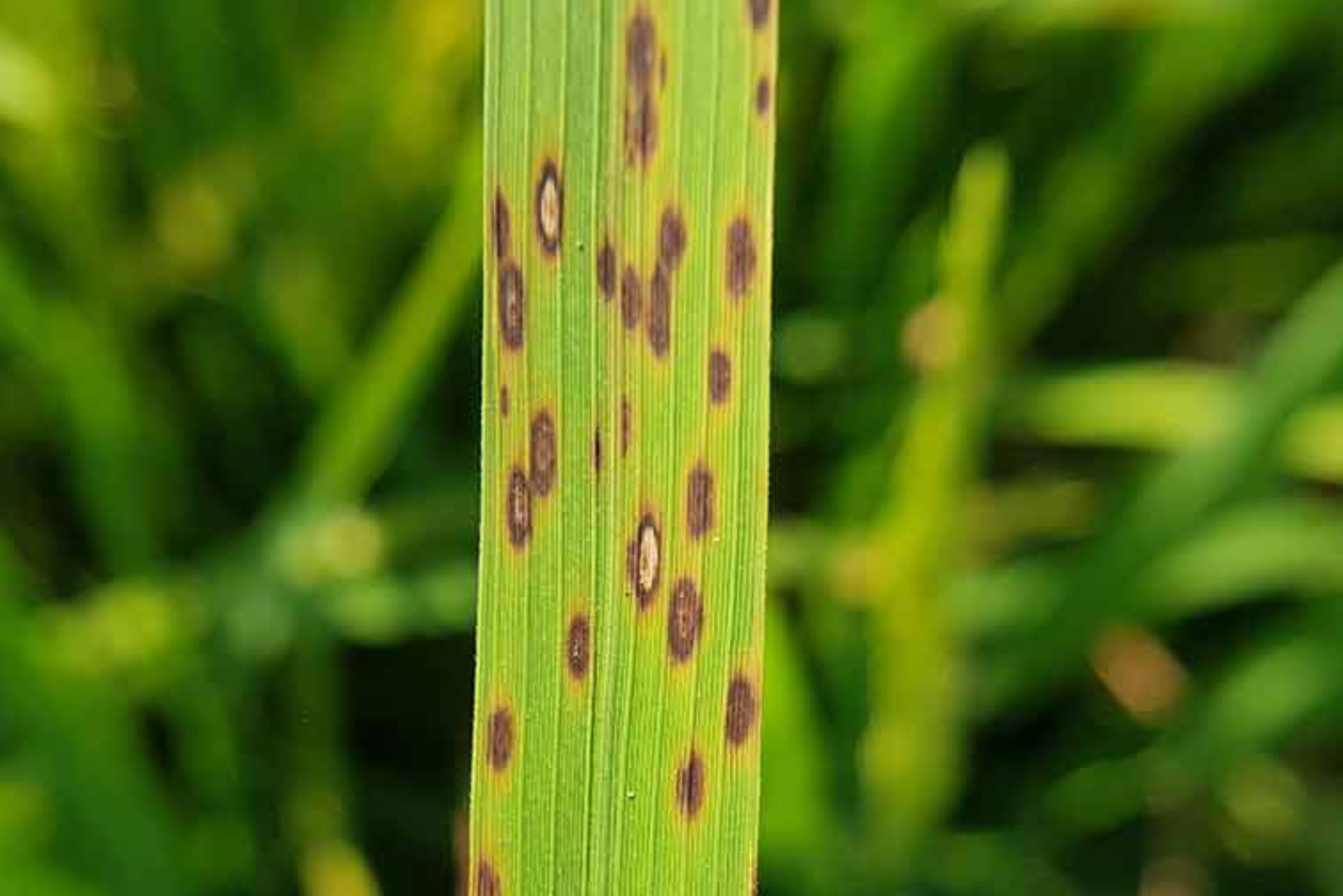 Read more about the article Identifying & Treating Leaf Spot