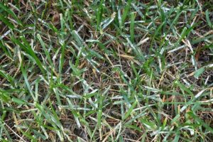 Powdery Mildew affecting a lawn