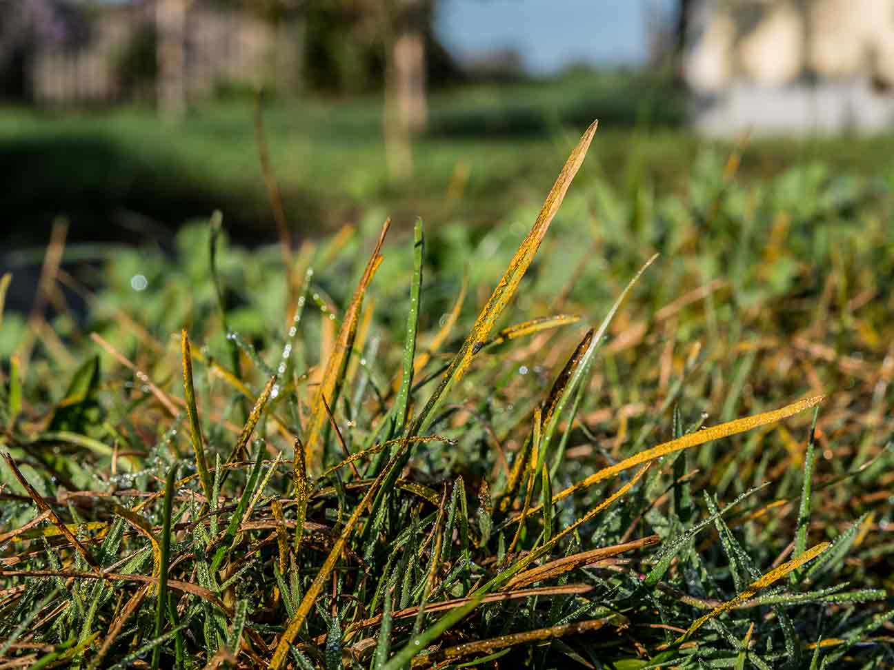 Read more about the article Identifying & Treating Lawn Rust