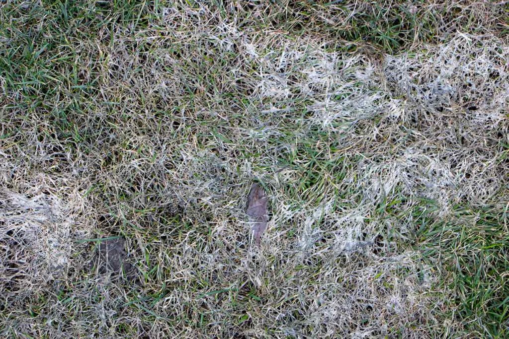 Snow Mold Overtaking a once healthy lawn