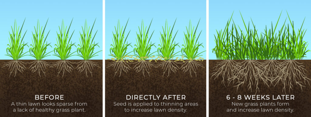 Elite Lawn Care - Overseeding Chart