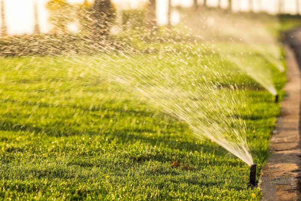 early morning watering