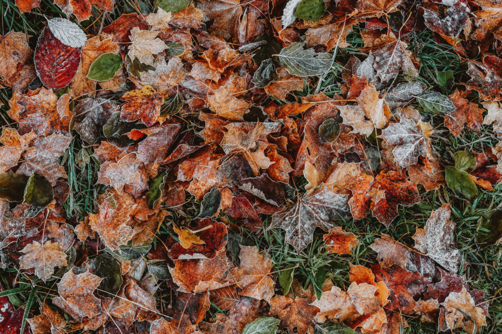 Fall Maintenance - Leaf Removal