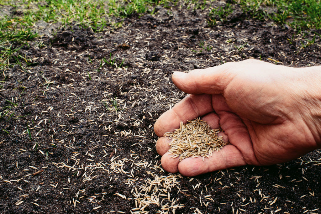 Fall Lawn Care Maintenance Schedule - Over Seeding