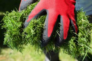 grass clippings in hand