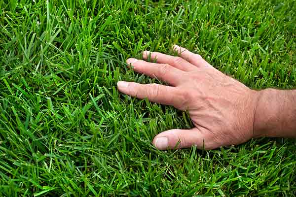 man holding his hand over a well kept lawn