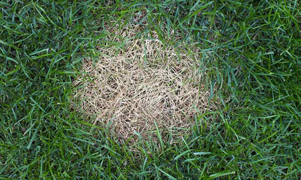 Closeup example of Dollar Spot Lawn Disease