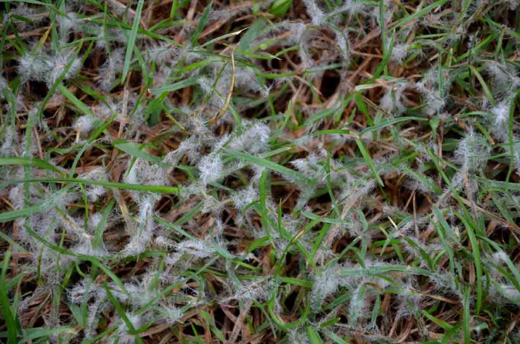 cotton-like mycelium