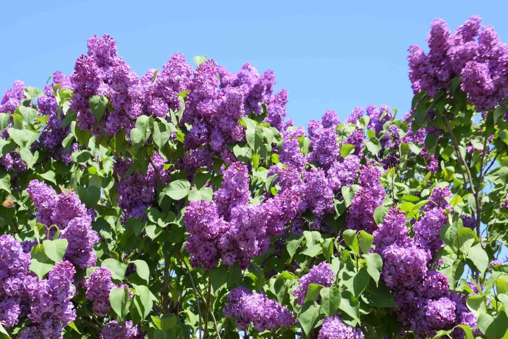 identifying lilacs