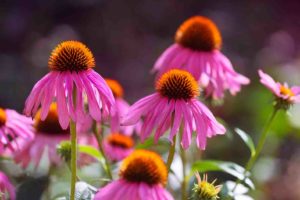 pink coneflower