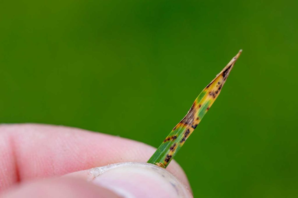 Diseased Blade Of Grass