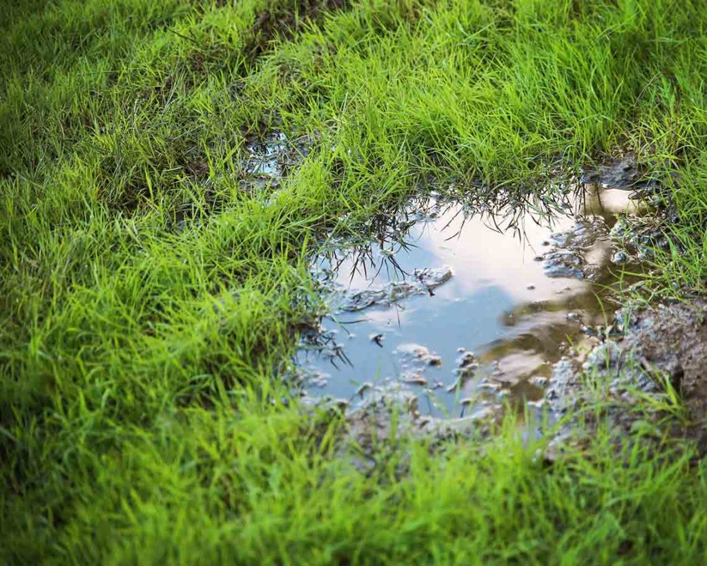 water puddling up on a lawn