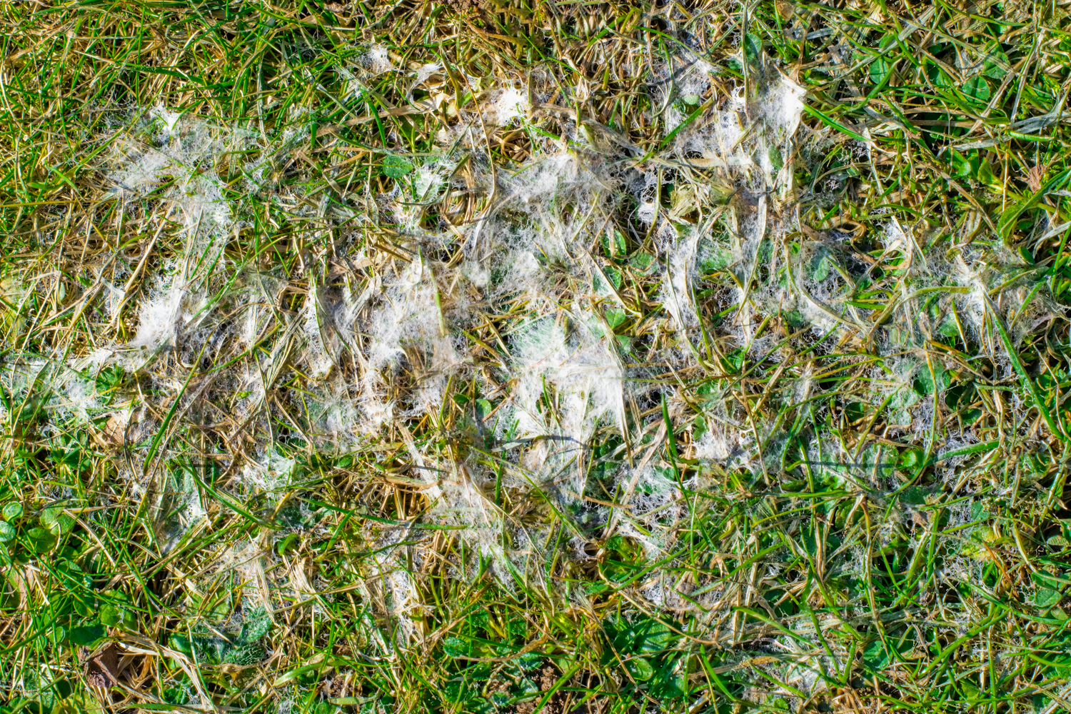 Read more about the article Identifying & Treating Snow Mold