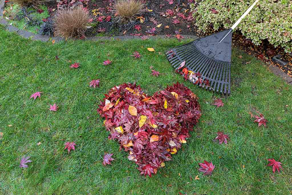 leaf cleanup heart