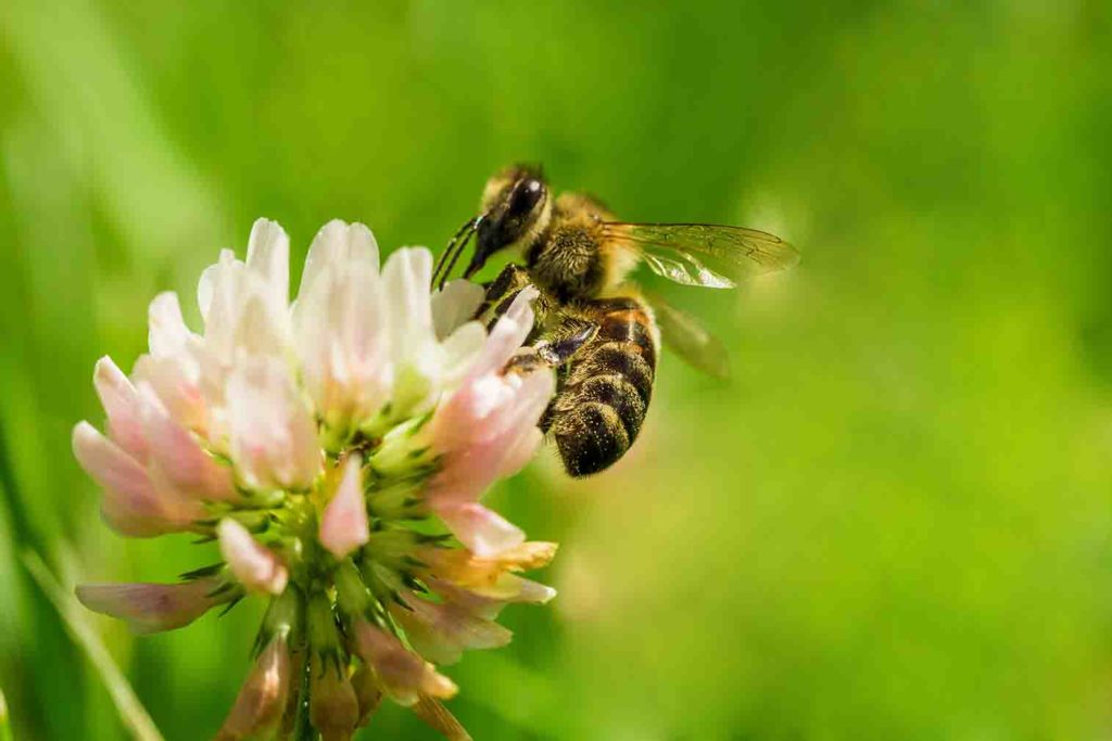 bee on white clover