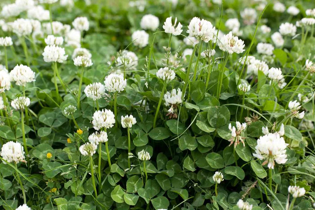 how to spot white clover