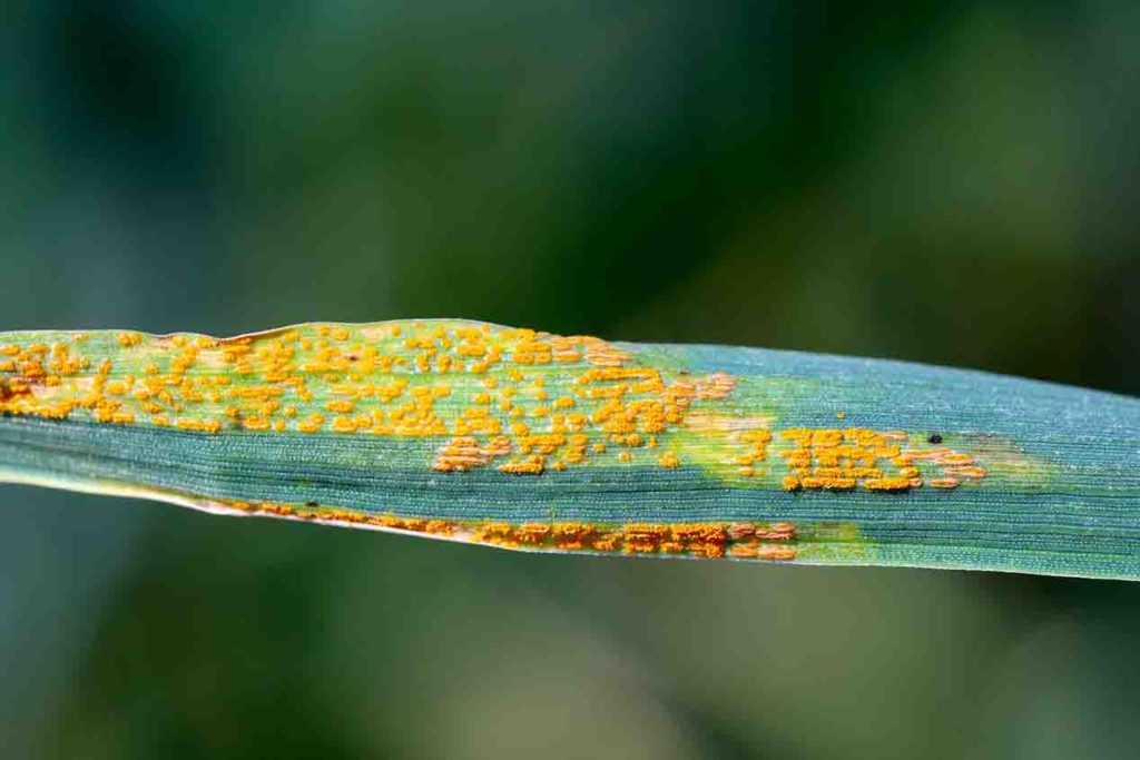 rust pustules