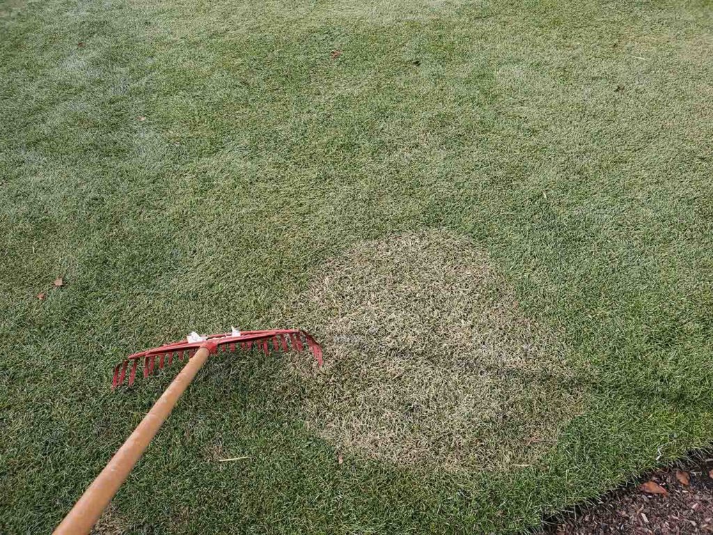snow mold patch with a rake