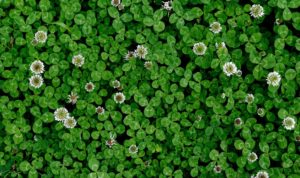 close up of white clover