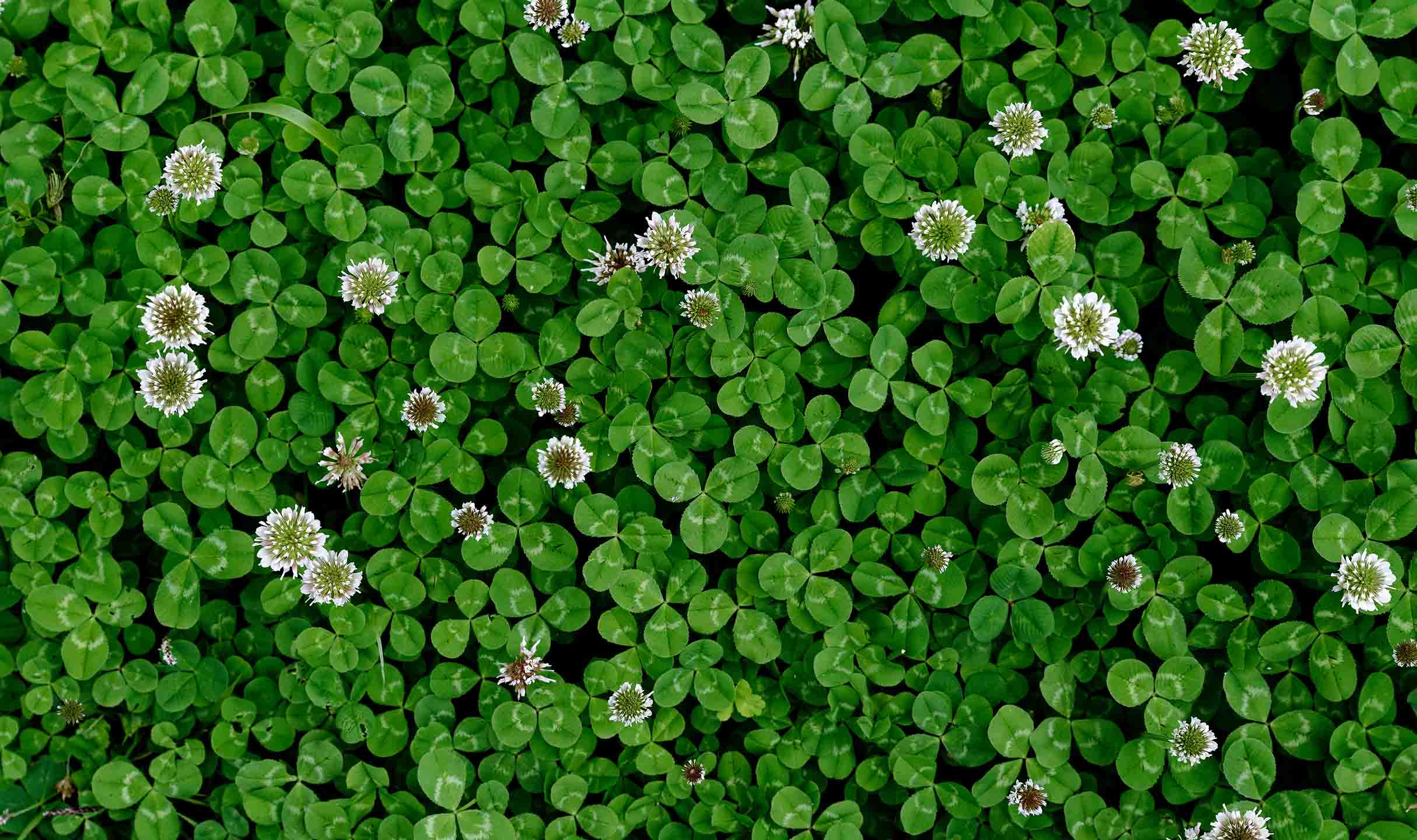 Read more about the article What Is White Clover