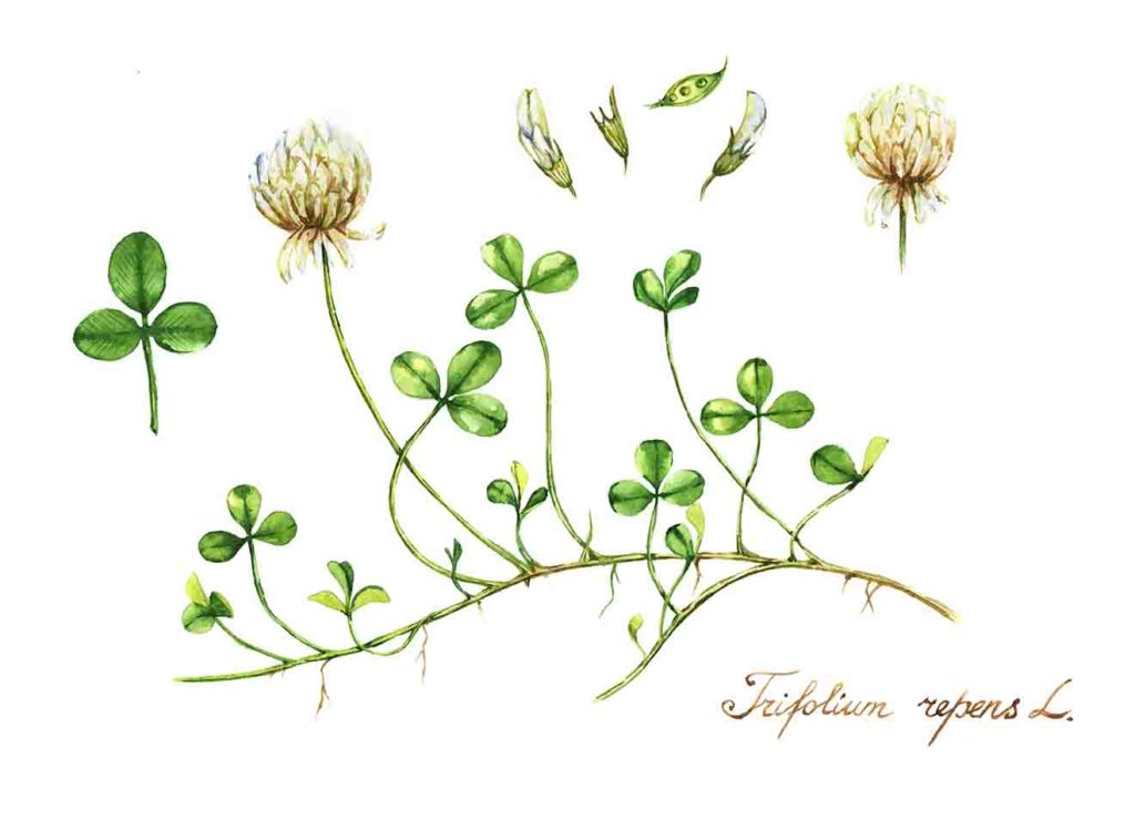 white clover trifolium repens