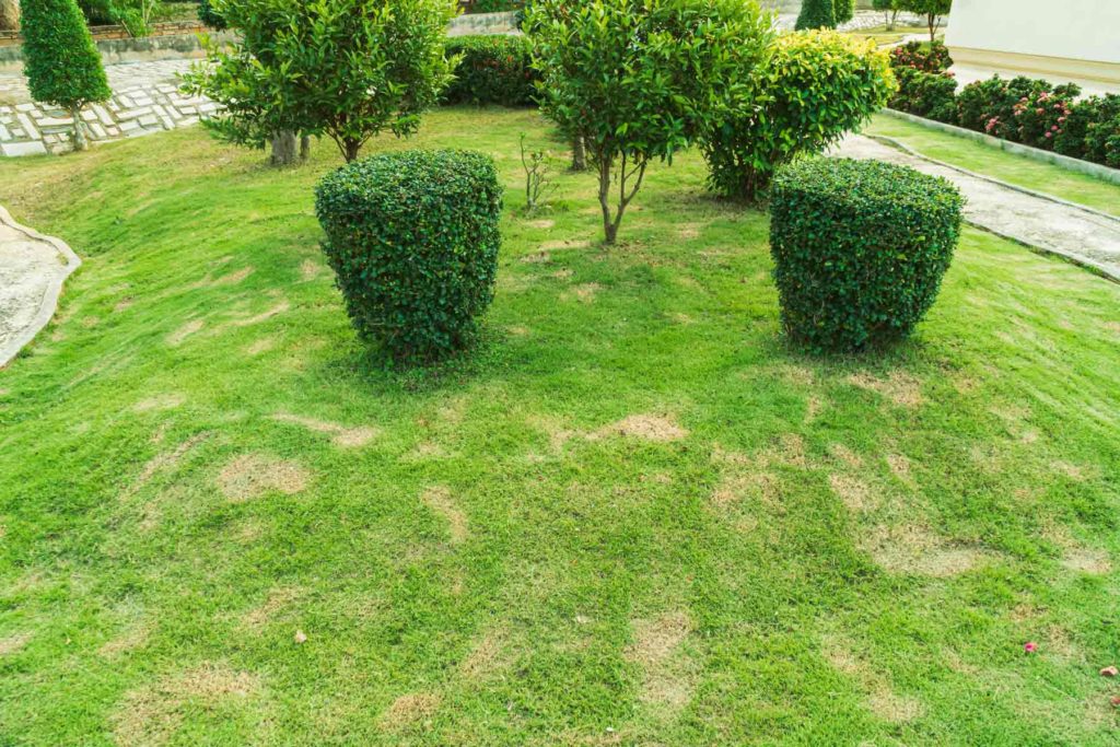 Patch-Lawn-Disease-In-Yard-Scaled