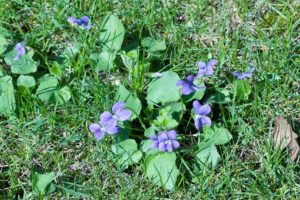 blue violet in lawn