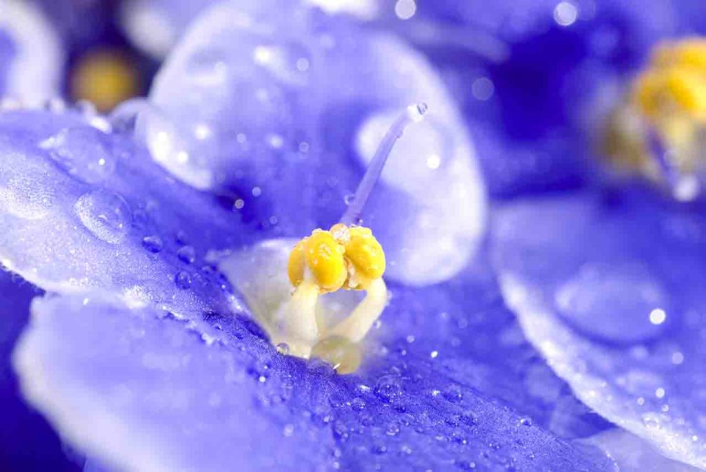 blue violet seed pod