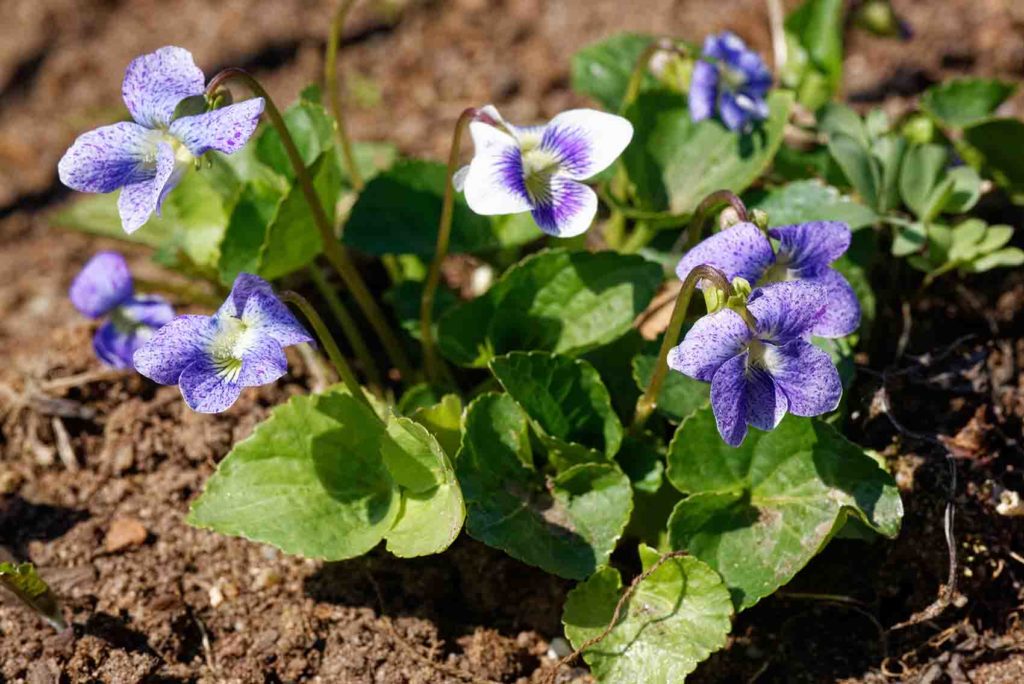 Blue Violet Spotted Flowers
