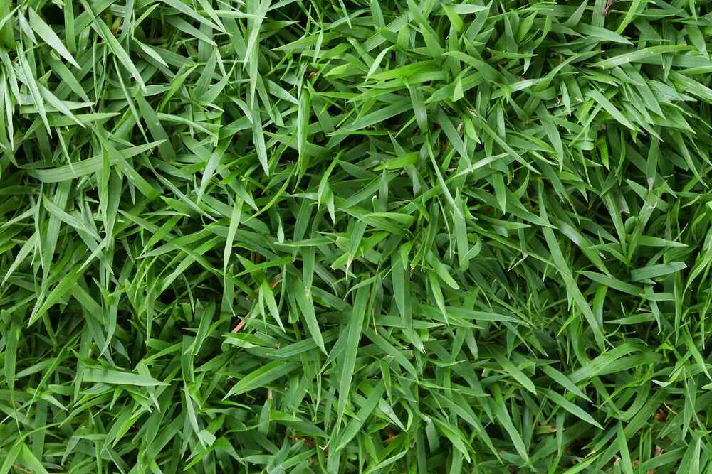 identifying-zoysiagrass