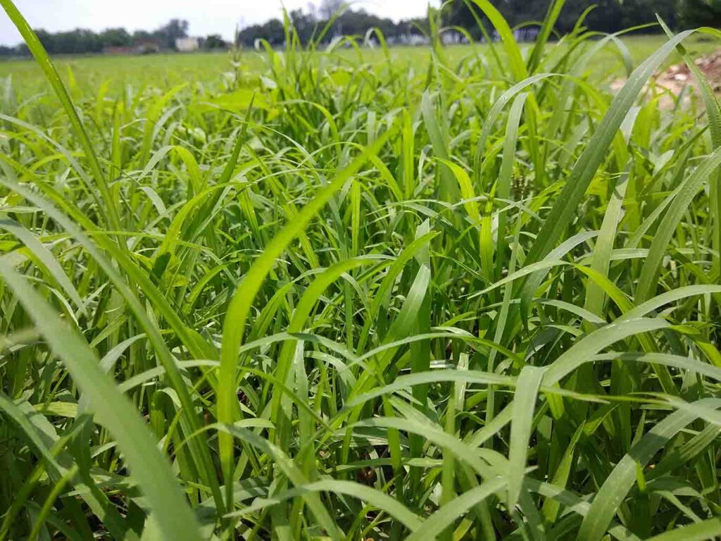 perennial ryegrass up close