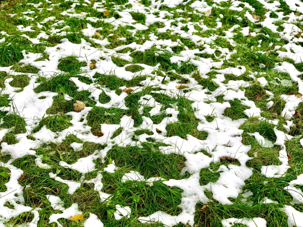 Green grass on lawn covered with the first snow. Fall, winter, nature concept. Winter is coming.