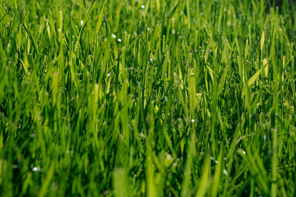 Beautiful green lawn in park