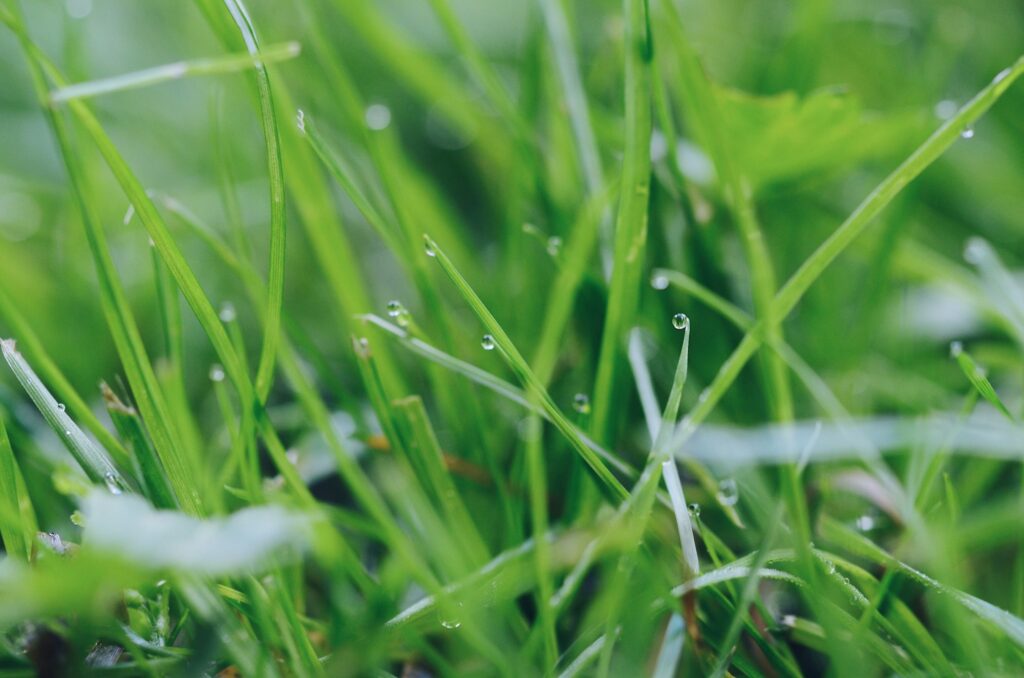 Closeup of wet grass, background