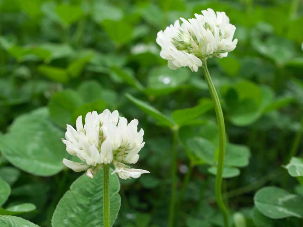 Clover flowers