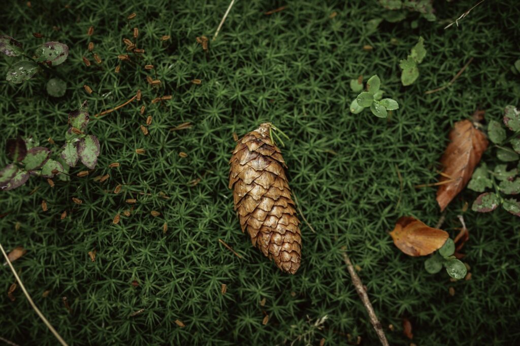 Dry pine cone on the grassy ground