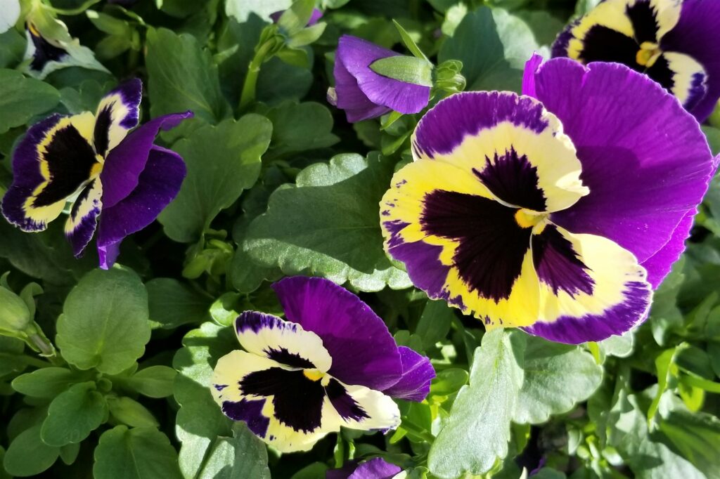 Spring! Pretty Pansies! NOMINATED!!