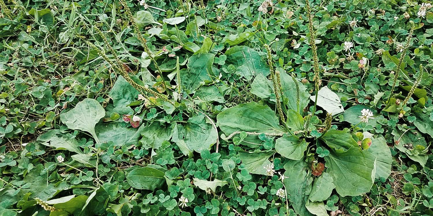 Identify Plantain Weeds In Your Grass - Post-Emergent Lawn Weed Treatment