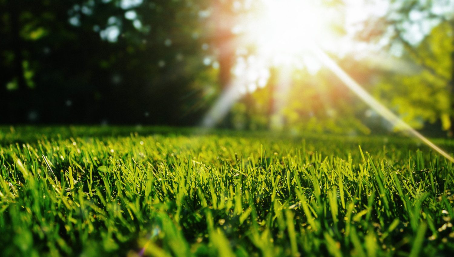 Fertilization company that uses spreading grass fertilizer to achieve a green lawn.