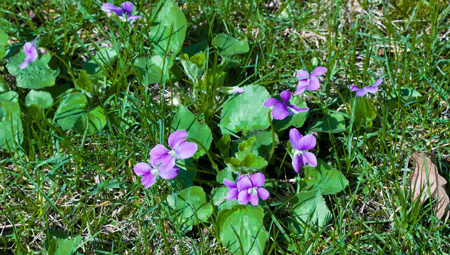 Elite Lawn Care - Wild Violet-1